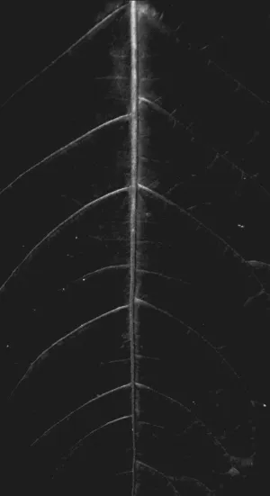 3dmax树叶素材