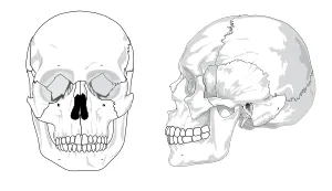 人类的头骨没有文字没有彩色剪贴画