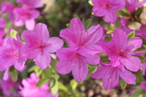杜鹃花图片 杜鹃花图片