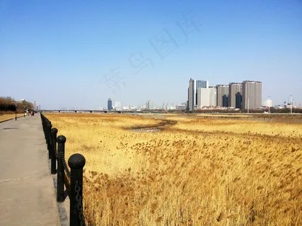 太原汾河芦苇图片 太原汾河芦苇图片