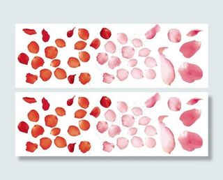 玫瑰花瓣，闪落的玫瑰花瓣