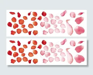 玫瑰花瓣，闪落的玫瑰花瓣