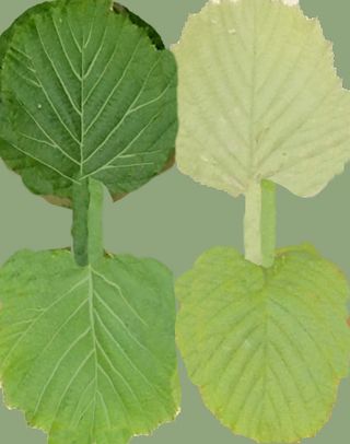 烧鸡 肉类食物 鸡肉