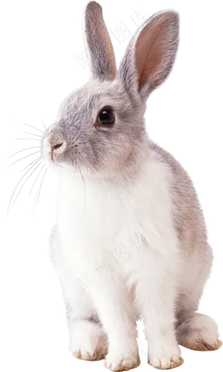 兔子透明png图