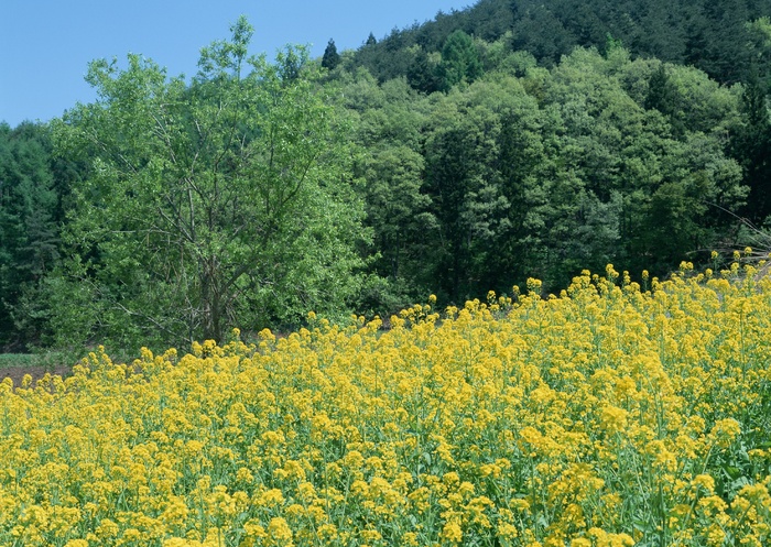 油菜花 绿色森林图片