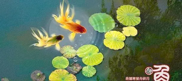 鱼嬉PSD分层图片 下载psd模版下载
