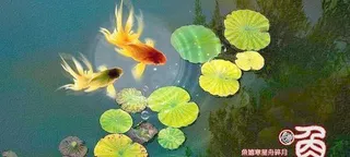 鱼嬉PSD分层图片 下载