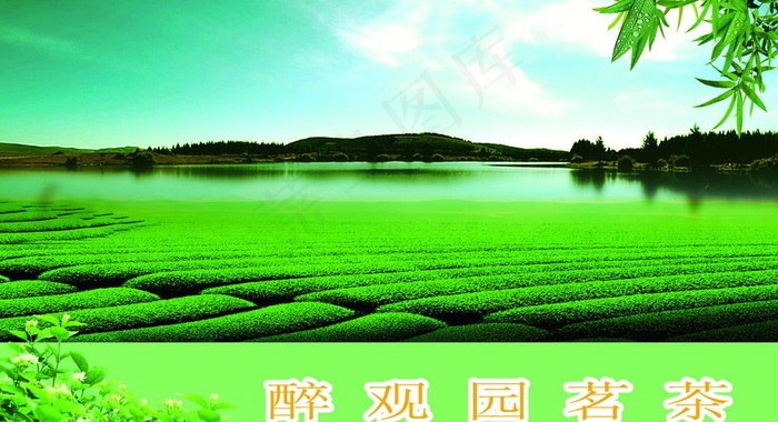 茶园图片psd模版下载