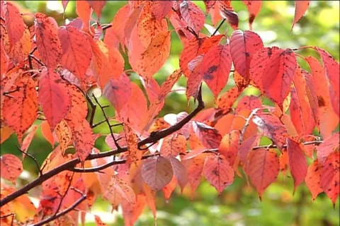 枫叶素材下载 枫叶素材下载