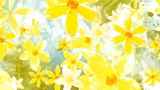 清新唯美水粉黄花装饰视频素材