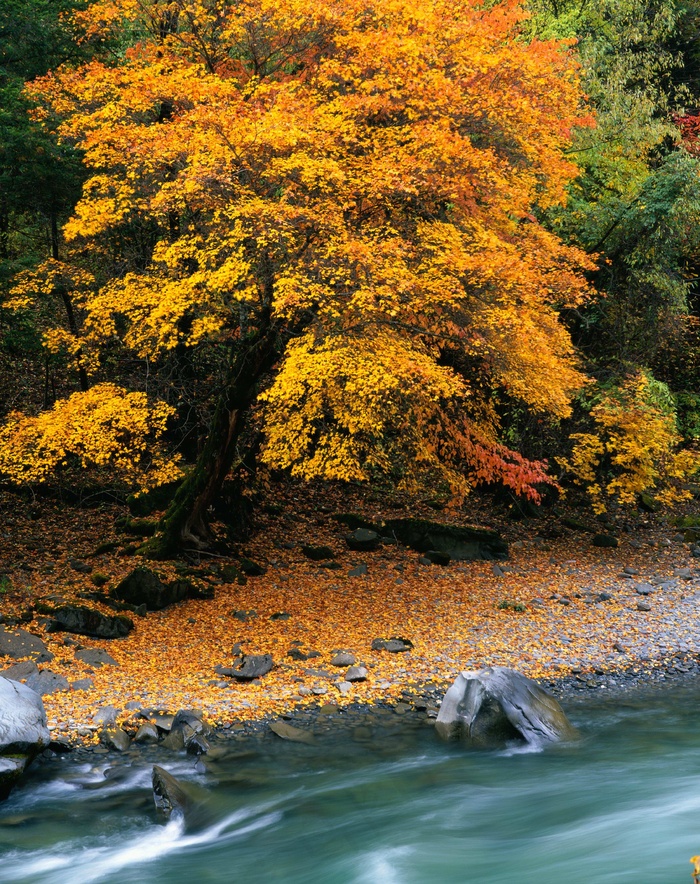 枫叶小河旅游风景背景高清图