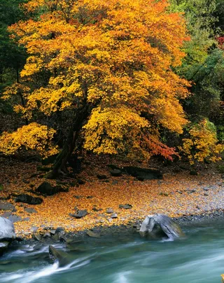 枫叶小河旅游风景背景高清图