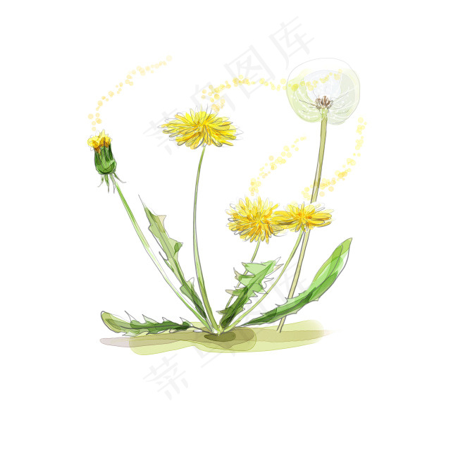 素描花朵psd模版下载