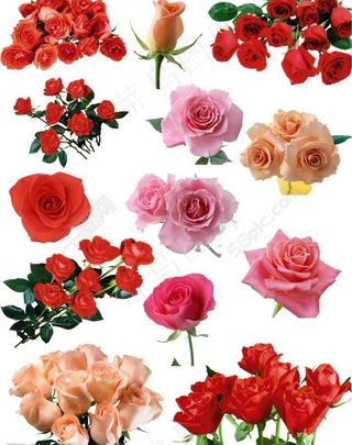 玫瑰花图片