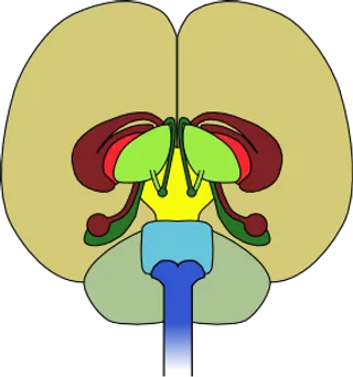 脑前视图剪贴画