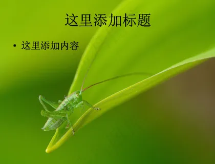 夏日蝗虫高清PPT(7) 夏日蝗虫高清PPT(7)