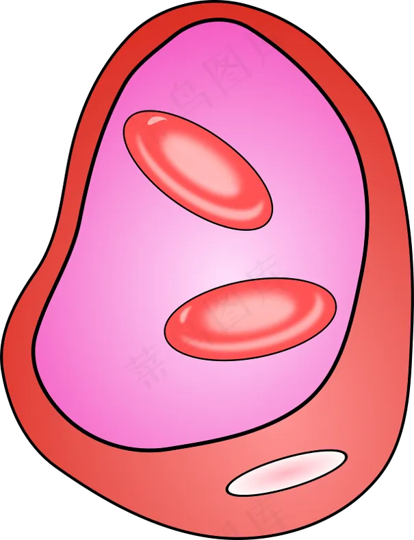 与erythrocites血管