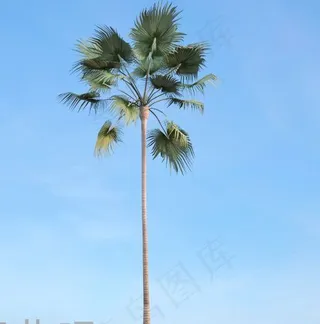 梅里尔蒲葵树3d模型下载