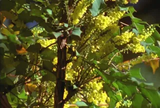 热带植物模板下载