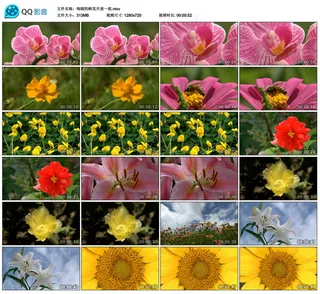 绚丽鲜花开放高清实拍视频素材