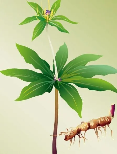 矢量植物重楼ai矢量模版下载