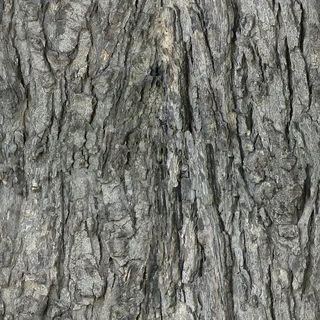 树皮的无缝纹理
