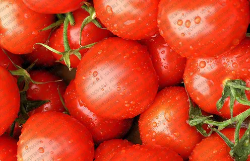 农产品企业css html模板