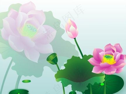 荷花背景图图片