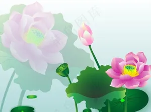 荷花背景图图片