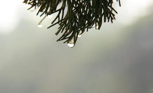 雨后水滴图片 雨后水滴图片