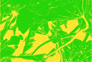 荷花矢量素材图片