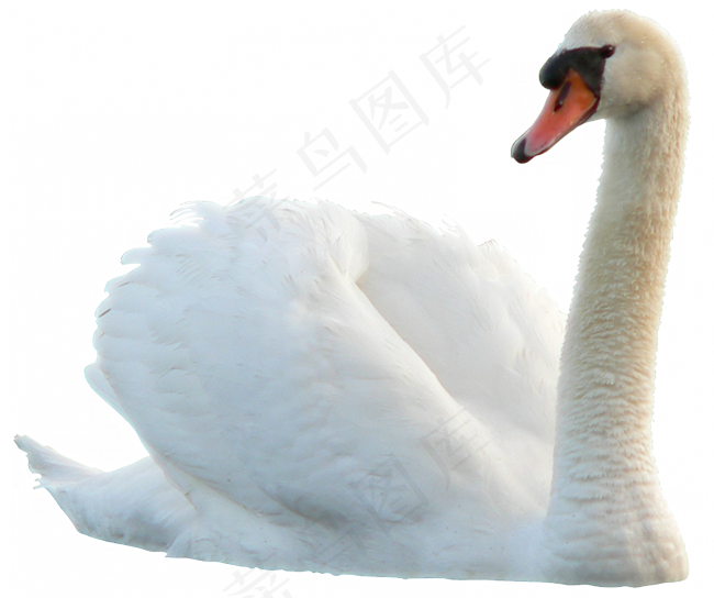 免抠png图片ps素材天鹅