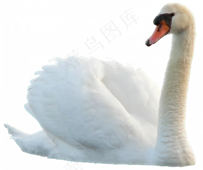 免抠png图片ps素材天鹅
