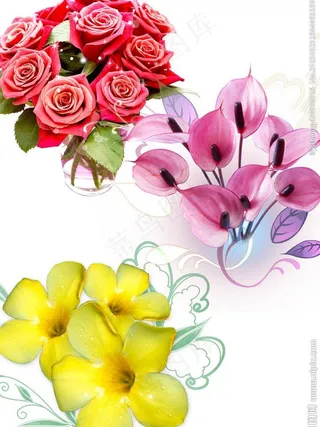 玫瑰 马蹄莲 迎春花图片