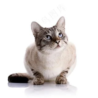 小猫表情摄影图片 小猫表情摄影图片