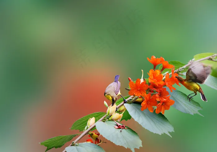 蜂鸟传播
