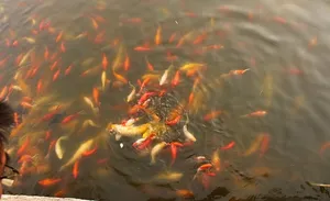 群鱼戏水图片