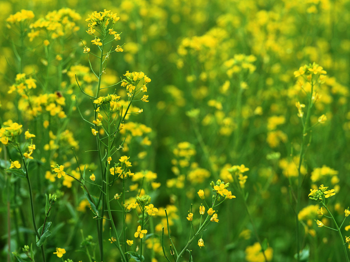 春天油菜花