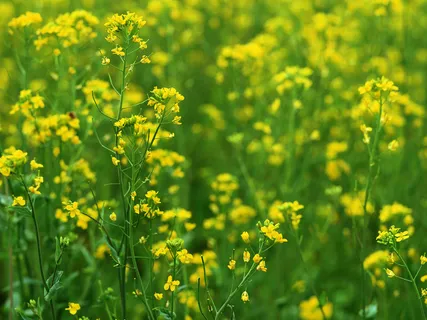 春天油菜花 春天油菜花
