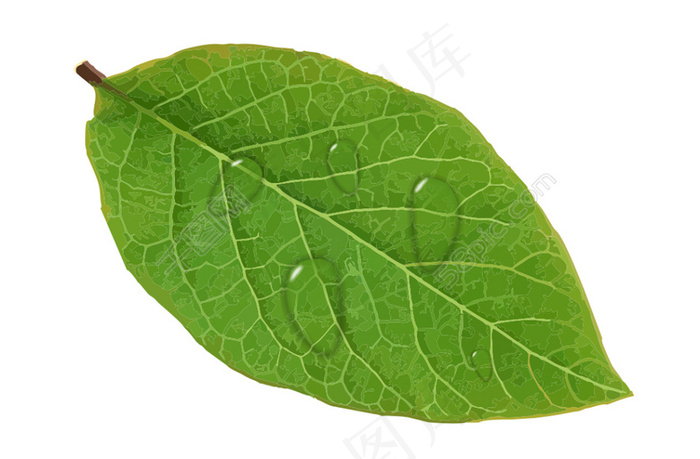 绿叶水滴CDR矢量图