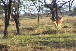 梅花鹿素材下载