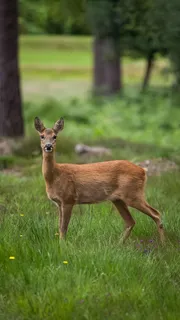 狍子高清摄影图