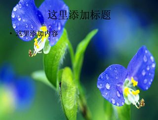 成双成对的花儿惹人怜唯美花朵pp...