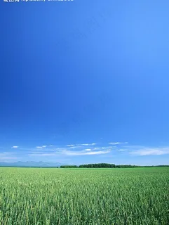 麦地春天图片 麦地春天图片