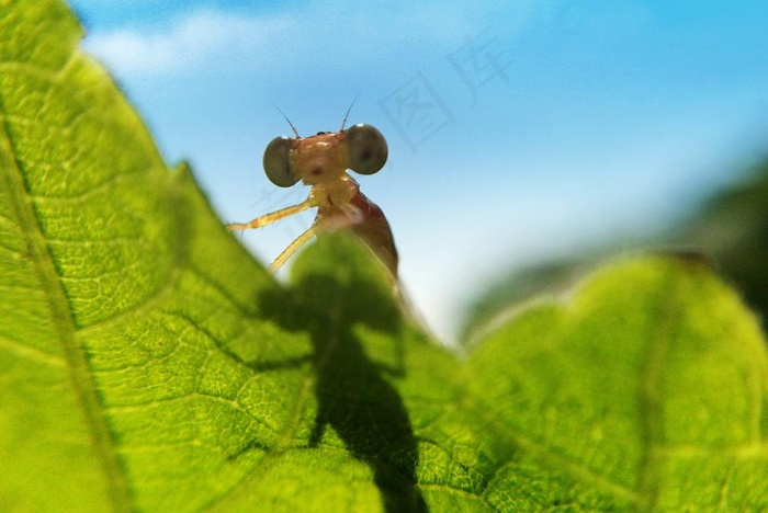 昆虫图片