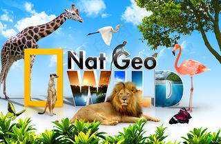 长颈鹿火烈鸟PSD动物图片