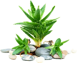 卡通绿色仙人掌图片海报素材