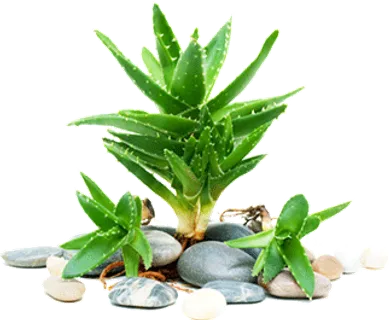 卡通绿色仙人掌图片海报素材 卡通绿色仙人掌图片海报素材