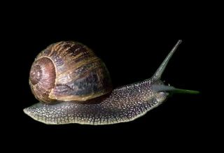 蜗牛免抠素材PSD分层