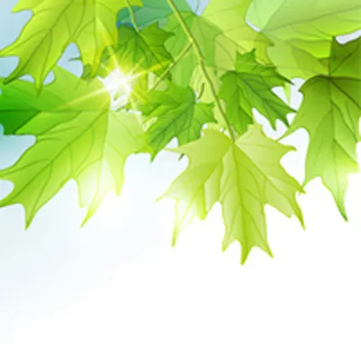 夏季绿叶矢量eps,ai矢量模版下载